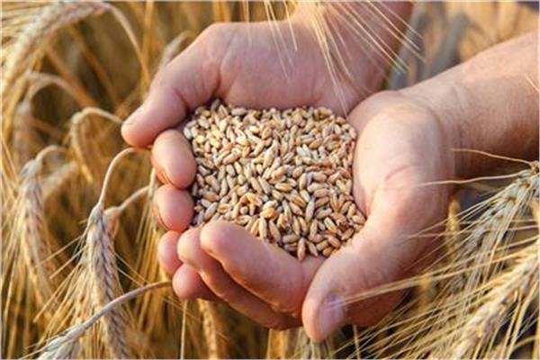 توريد القمح المحلي