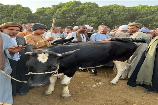  أسواق الماشية في قنا