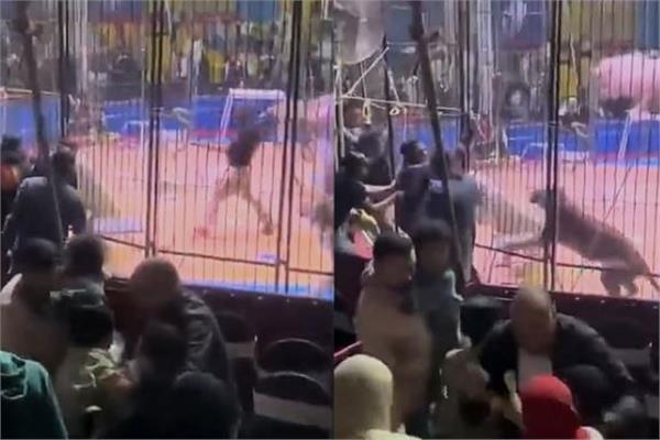 واقعة عروض سيرك طنطا