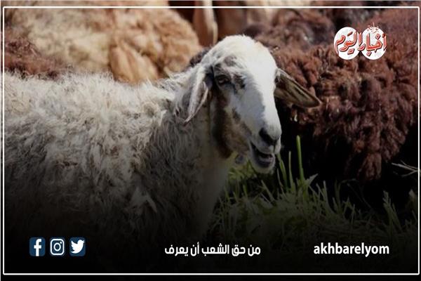 صورة موضوعية