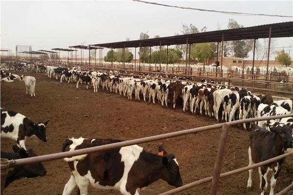 إحدى مزارع الماشية - أرشيفية