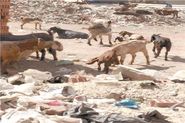  شوادر عشوائية لبيع الخرفان