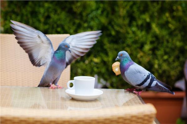 صورة موضوعية