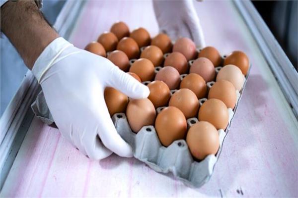 البيض الملوث مصدره موزع في ولاية كاليفورنيا