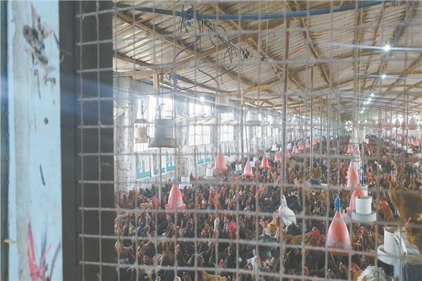 صناعة الدواجن «بيضة من ذهب»