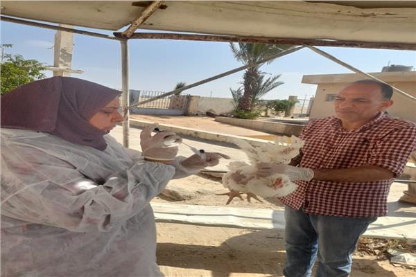 الحملات البيطرية لحماية الثروة الداجنة بالإسماعيلية
