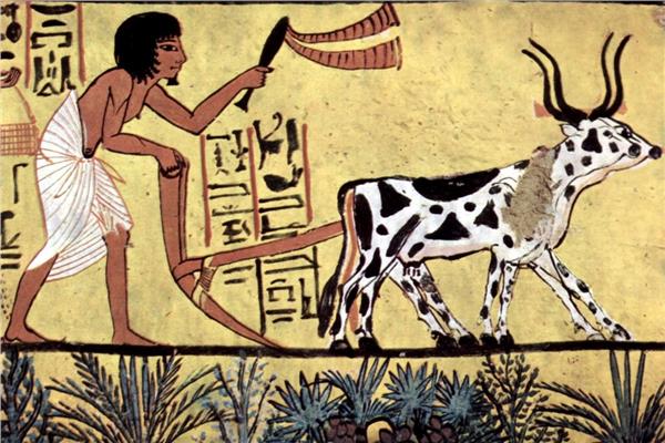 المصري القديم لم يعبد البقر