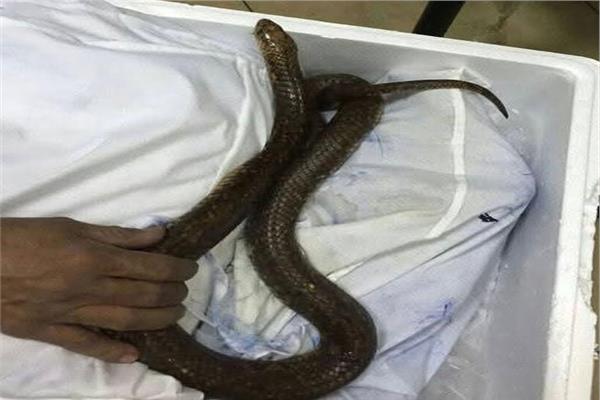 ثعابين سامة وعقارب قاتلة داخل حقائب مسافر