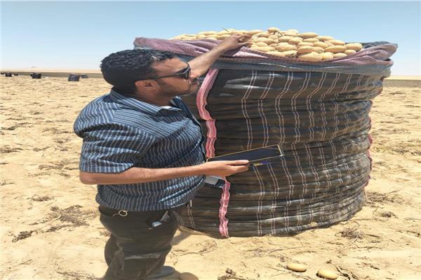 حصاد البطاطس في المناطق الخالية من العفن البني