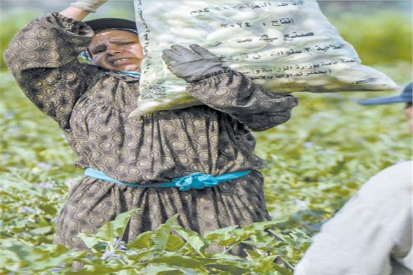 خبراء: مشاركة المرأة فى الاقتصاد تعــزز الناتـج المحلى
