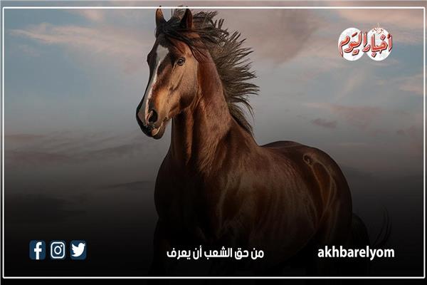في اليوم العالمي للحصِان.. حقائق مذهلة عن الخيول