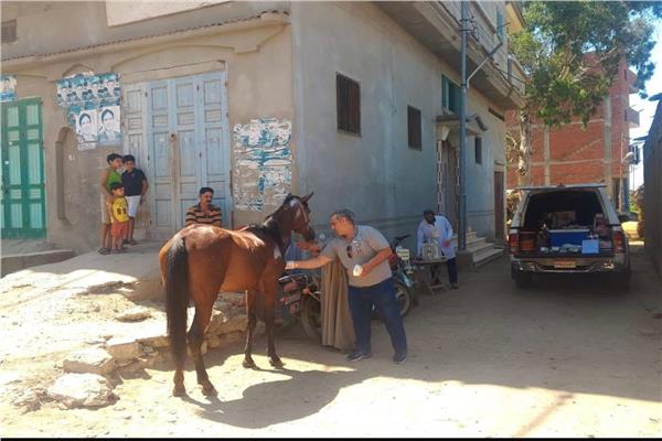 قافلة بيطرية مجانية تنقذ آلاف الدواجن والخيول