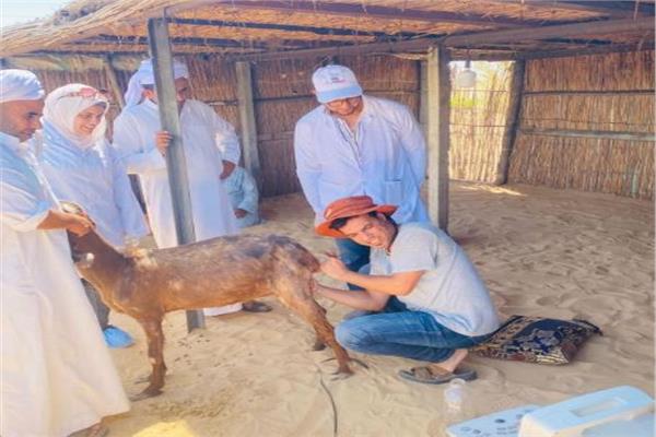 علاج ١٤٦ رأس من الأغنام والماعز