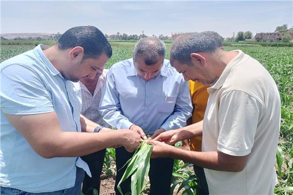 وكيل وزارة الزراعة بأسيوط يتابع إنتاج المحاصيل الصيفية