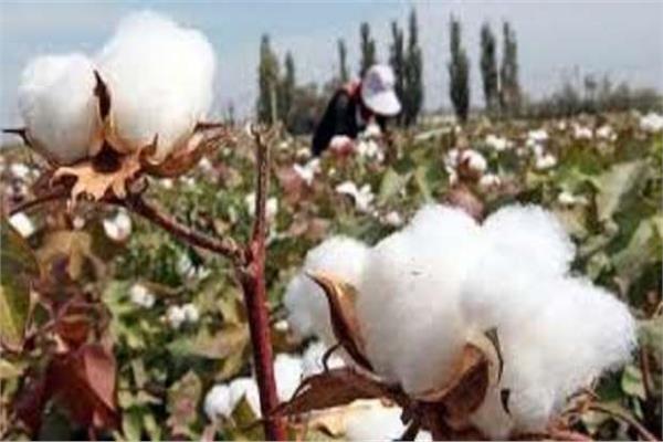 القطن