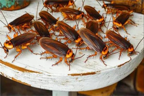 صورة موضوعية