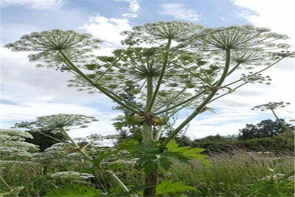 عشبة الهوجويد