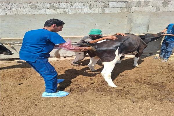 قوافل بيطرية