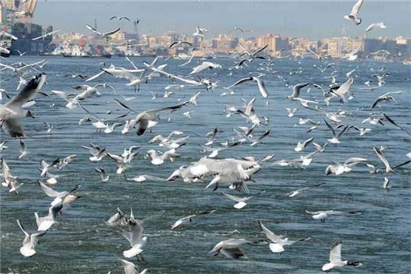 طائر النورس