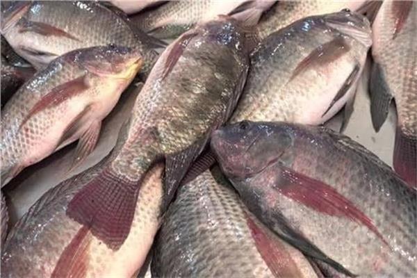 أسعار الأسماك اليوم الثلاثاء فى سوق العبور