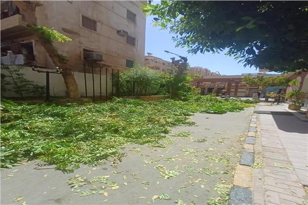 التعدى على عدد من الأشجار بالقطع و التقليم الجائر