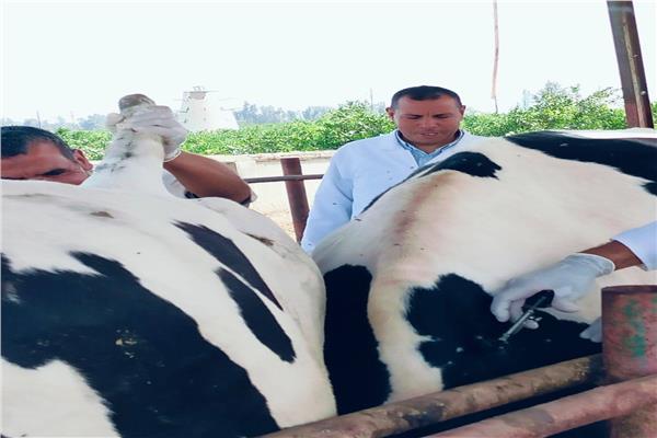صورة موضوعية