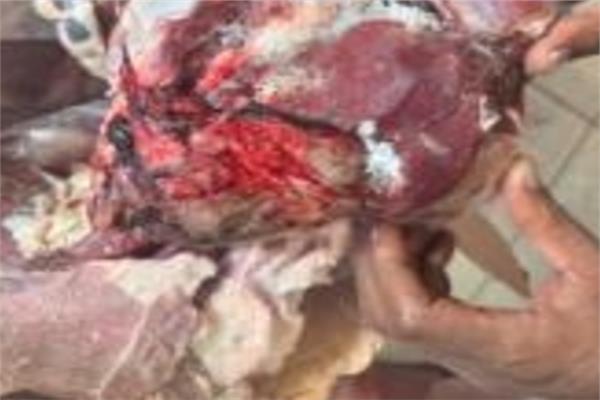  شرطة التموين تُحبط ترويج 121 طن لحوم فاسدة