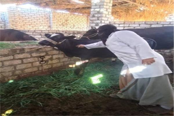 الحملة القومية للتحصين ضد مرض الحمى القلاعية