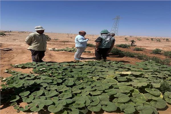 دعم فني وإرشادي لمزارعي التجمعات الزراعية في سيناء