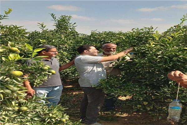 عمليات مكافحة ذبابة الفاكهة 