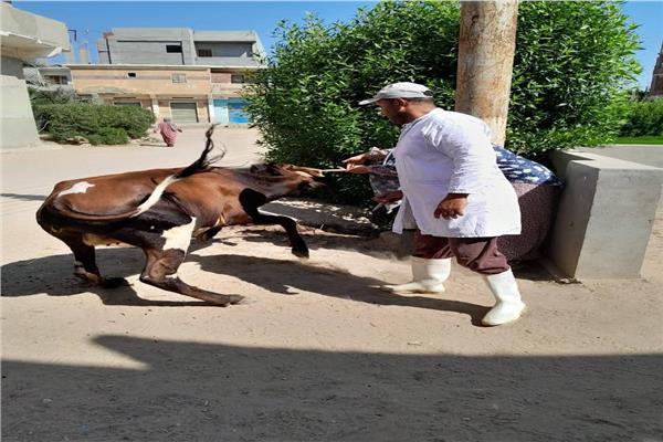 حملات بيطرية