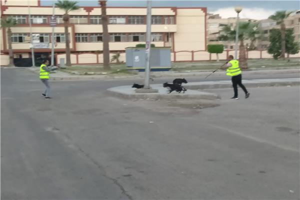حملة تحصين الكلاب الضالة بلقاح "السعار"بدمياط الجديدة "