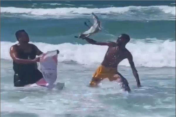 ظهور تمساح في مياه البحر غرب الإسكندرية