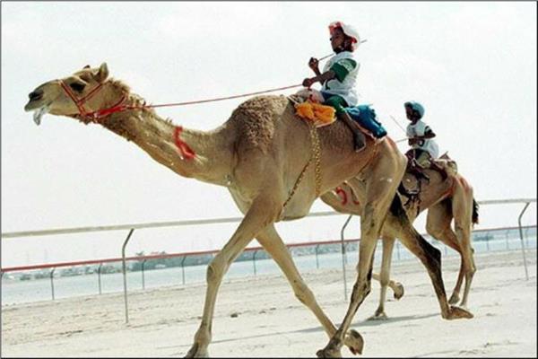 سباقات الهجن