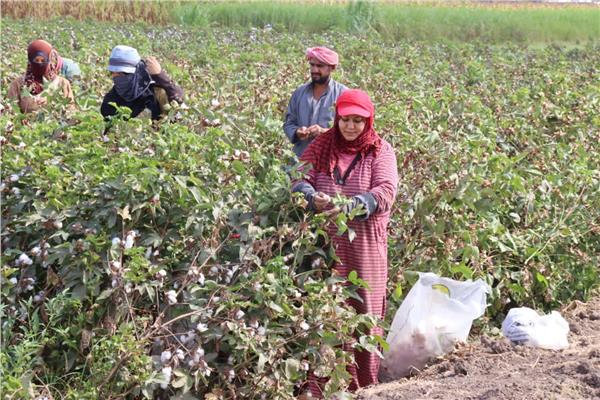 فرحة المزارعين بمحصول "الذهب الأبيض"