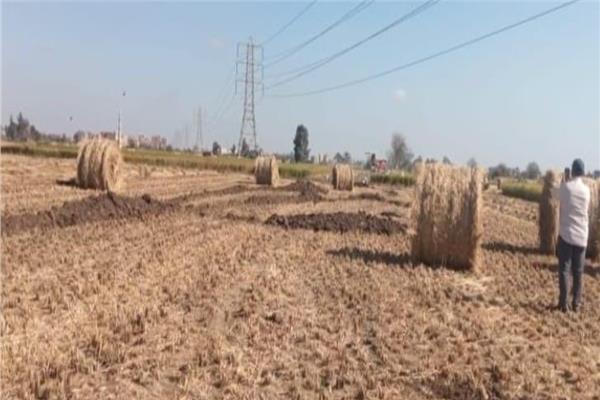 خطة لتدوير المخلفات الزراعية بالشرقية