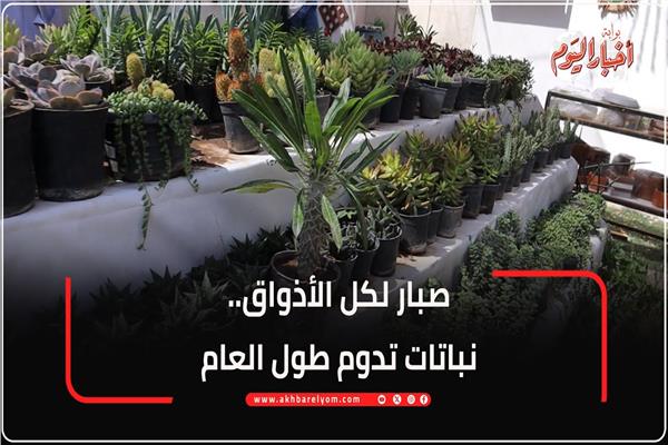 صبار لكل الأذواق