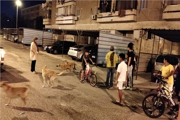 حملات مكثفة لتحصين كلاب الشارع