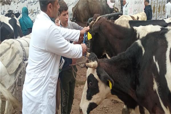 جانب من الحملات البيطرية