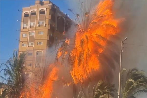 حريق يلتهم أشجار بجوار محطة سكك حديد قنا