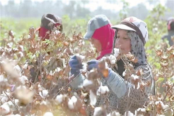 خطة لزيادة إنتاج وتطوير القطن المصرى