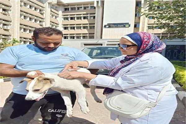 تحصين الكلاب الضالة