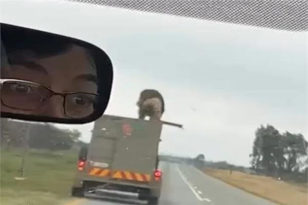 صورة موضوعية