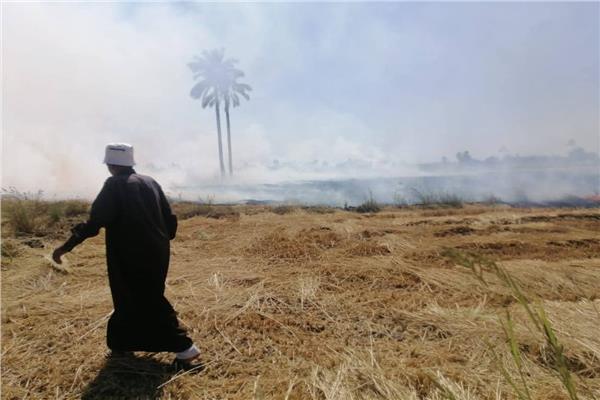 حرق مخلفات قش الأرز بحقول الشرقية