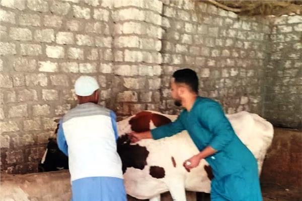 تحصين ضد مرضى الحمى القلاعية