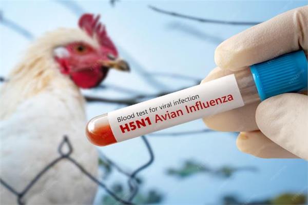 إنفلونزا الطيور H5N1