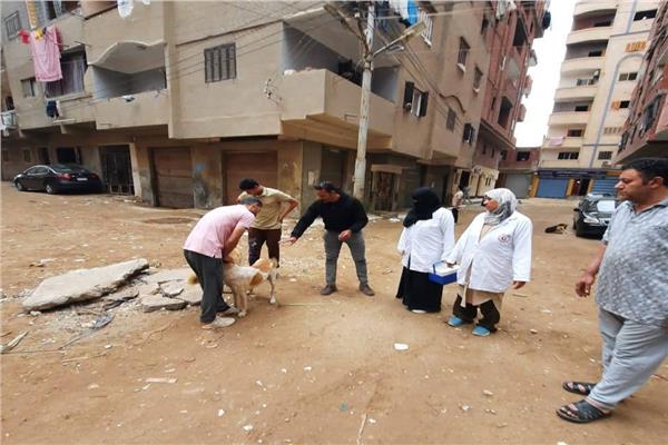 حملة لتطعيم الكلاب الضالة بمحافظة كفر الشيخ