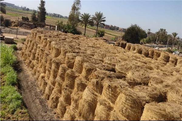 موسم حصاد الأرز