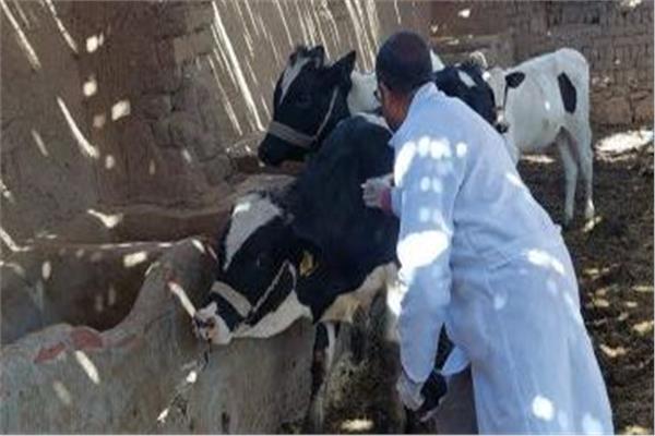 تحصين الماشية