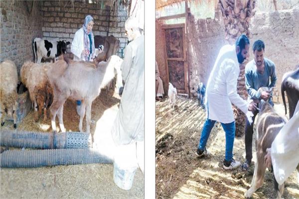 تطعيم الحيوانات بـ 1.5 مليون جرعة